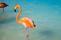 Pink flamingo walking on the beach in Aruba island, Caribbean sea, Renaissance Island Royalty Free Stock Photo