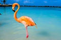 Pink flamingo walking on the beach in Aruba island, Caribbean sea, Renaissance Island Royalty Free Stock Photo