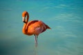 Pink flamingo walking on the beach in Aruba island, Caribbean sea, Renaissance Island Royalty Free Stock Photo