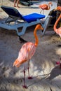 Pink flamingo walking on the beach in Aruba island, Caribbean sea, Renaissance Island Royalty Free Stock Photo