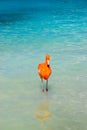 Pink flamingo walking on the beach in Aruba island, Caribbean sea, Renaissance Island Royalty Free Stock Photo