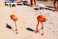 Pink flamingo walking on the beach in Aruba island, Caribbean sea, Renaissance Island Royalty Free Stock Photo