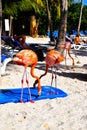 Pink flamingo walking on the beach in Aruba island, Caribbean sea, Renaissance Island Royalty Free Stock Photo