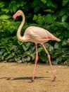 Pink flamingo walking on the sand Royalty Free Stock Photo