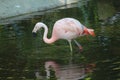 A pink flamingo walking in the water