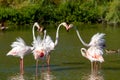 Pink flamingo water bird provence france