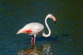 Pink flamingo water bird provence france