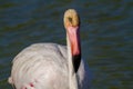 Pink flamingo water bird provence france