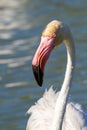 Pink flamingo water bird provence france