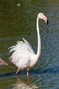 Pink flamingo water bird provence france