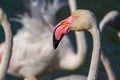 Pink flamingo water bird provence france