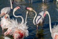 Pink flamingo water bird provence france