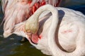 Pink flamingo water bird provence france