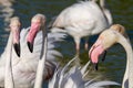 Pink flamingo water bird provence france