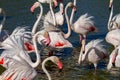 Pink flamingo water bird provence france