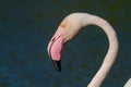 Pink flamingo water bird provence france