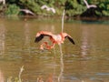 A pink flamingo in the water got stuck with its beak in the nets that entangled its neck.