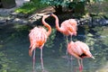 Pink Flamingo in the water