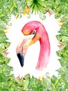 Pink flamingo watercolor hand drawn illustration in arrangement with green tropical plants, exotic monstera and banana leafs Royalty Free Stock Photo