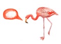 Pink flamingo Royalty Free Stock Photo