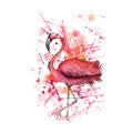 Pink flamingo, watercolor splashes, colorful paint drops. Beautiful vector illustration isolated on white background.Tropical bird Royalty Free Stock Photo