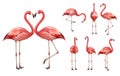 Pink flamingo. Wildlife exotic birds tropical flamingo decent vector realistic poses pictures templates isolated