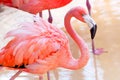 Pink flamingo in wildlife park