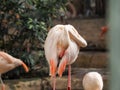 Pink flamingo in the zoo grooming itself. Nycticorax nycticorax. Royalty Free Stock Photo