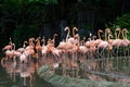 Pink flamingo in zoo park in Singapore Royalty Free Stock Photo