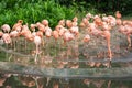 Pink flamingo in zoo park in Singapore Royalty Free Stock Photo