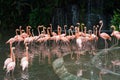 Pink flamingo in zoo park in Singapore Royalty Free Stock Photo