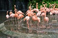 Pink flamingo in zoo park in Singapore Royalty Free Stock Photo