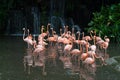 Pink flamingo in zoo park in Singapore Royalty Free Stock Photo