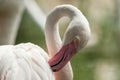 Pink flamingo at the zoo, solo flamingo phoenicopterus grooming its feathers, beautiful white pinkish bird near pond