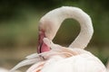 Pink flamingo at the zoo, solo flamingo phoenicopterus grooming its feathers, beautiful white pinkish bird near pond