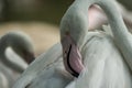 Pink flamingo at the zoo, solo flamingo phoenicopterus grooming its feathers, beautiful white pinkish bird near pond