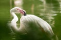 Pink flamingo at the zoo, solo flamingo phoenicopterus grooming its feathers, beautiful white pinkish bird near pond