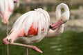 Pink flamingo at the zoo, solo flamingo phoenicopterus grooming its feathers, beautiful white pinkish bird near pond