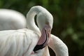 Pink flamingo at the zoo, solo flamingo phoenicopterus grooming its feathers, beautiful white pinkish bird near pond
