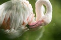 Pink flamingo at the zoo, solo flamingo phoenicopterus grooming its feathers, beautiful white pinkish bird near pond