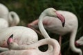 Pink flamingo at the zoo, solo flamingo phoenicopterus grooming its feathers, beautiful white pinkish bird near pond