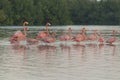 Pink flamingos family at dawn