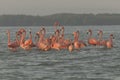 Pink flamingos family at dawn