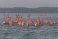 Pink flamingos family at dawn