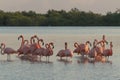Pink flamingos family at dawn