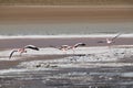 Pink flamingoes in lagoon Colorada, Altiplano, Bolivia