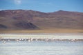 Pink flamingoes in lagoon Colorada, Altiplano, Bolivia