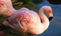 Pink Flamingoes in a Pond