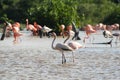 Pink flamingoes in their natural habitat