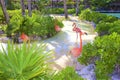 Pink flamingoes in X-Caret park Royalty Free Stock Photo